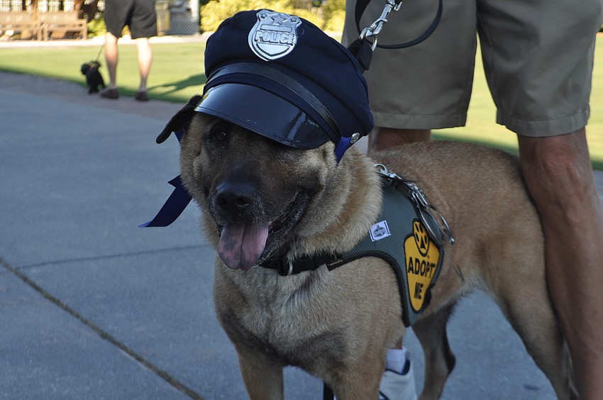 Duke, from the Sarasota County Sheriffâ€™s Animal Services, was one of the grand marshals