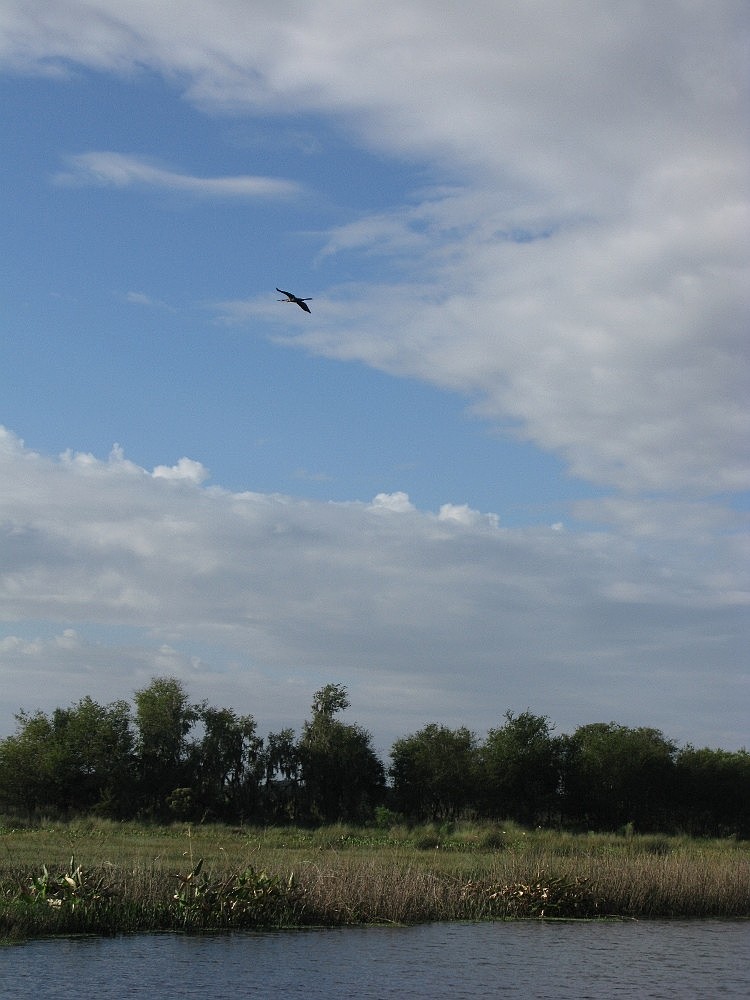 An Anhinga soars over the Celery Fields