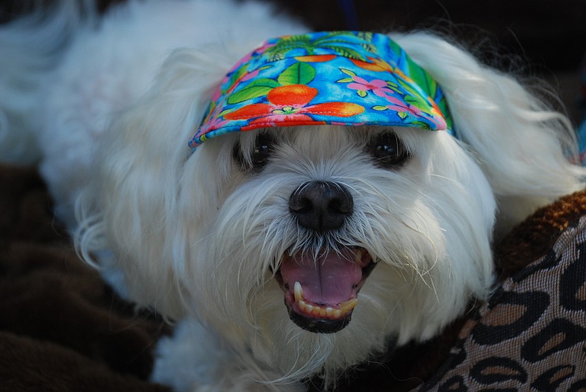 Annie cools off with a visor