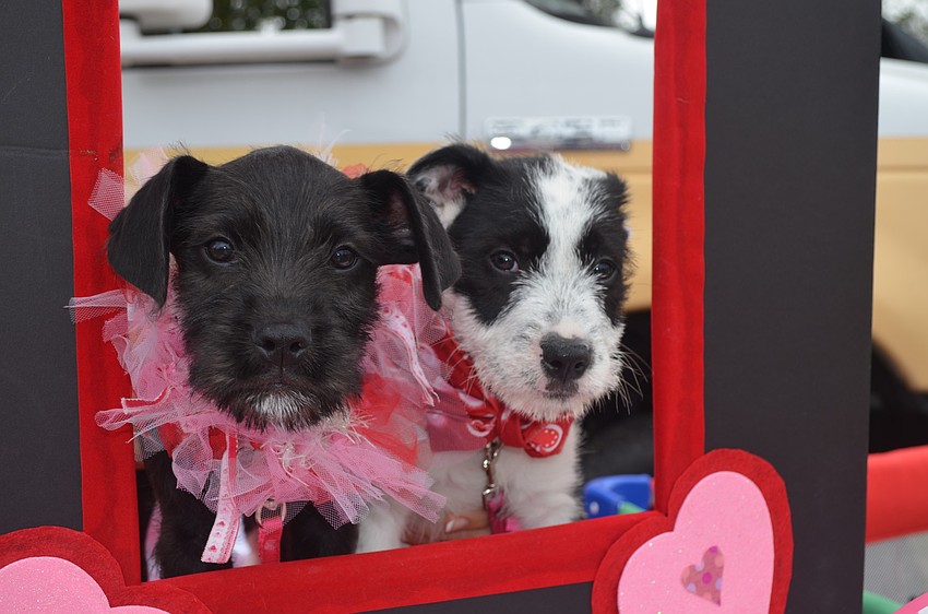 Siblings Beauty and Bailey