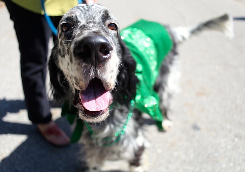 Jasper and his owner, Verna Ritter, prepare to walk in the parade.
