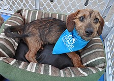 This dachshund puppy is one of several put up for adoption after being rescued from Napierâ€™s Log Cabin Horse and Animal Sanctuary.