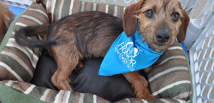 This dachshund puppy is one of several put up for adoption after being rescued from Napierâ€™s Log Cabin Horse and Animal Sanctuary.