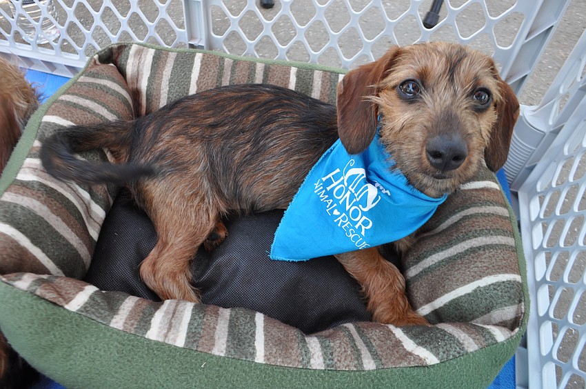 This dachshund puppy is one of several put up for adoption after being rescued from Napierâ€™s Log Cabin Horse and Animal Sanctuary.
