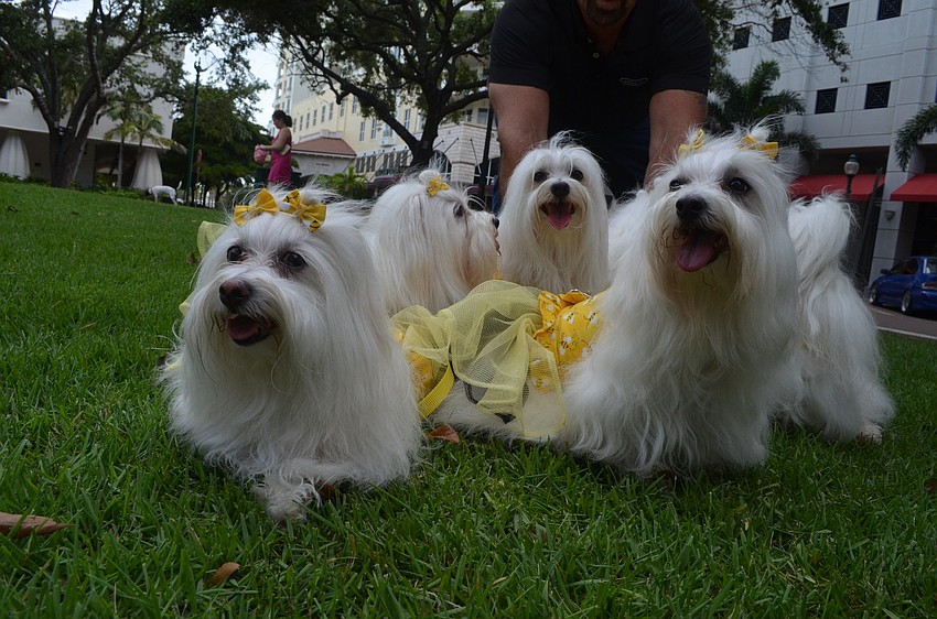 Marianne and Dan Blazowich bring their seven Malteses to fundraisers, nursing homes and special events.