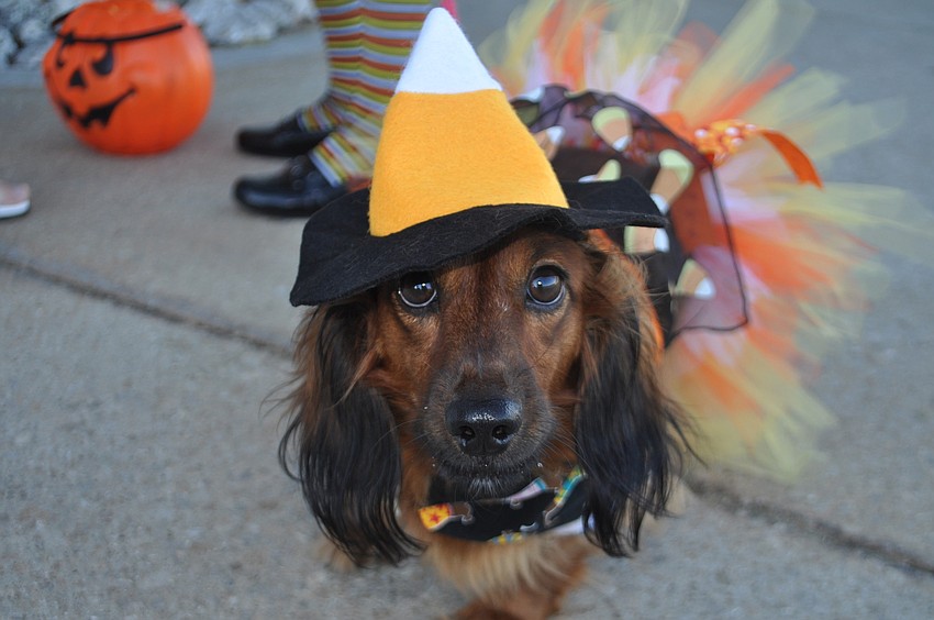 Miniature long hair doxen Callie was a in a candy-corn costume