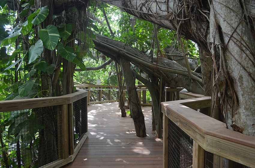 Designer Herb Schaal made sure to incorporate Selbyâ€™s banyan trees, which help create a rainforest setting.