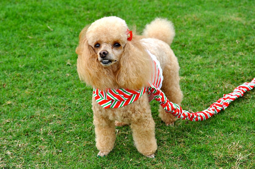 Angel the poodle likes to party.