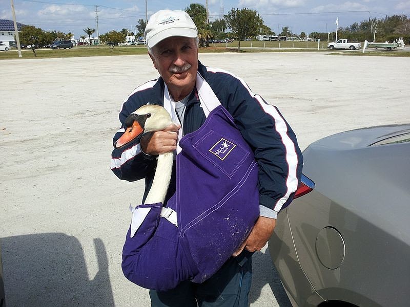 David Novak says goodbye to Henry the swan before placing him on a van to go to his new home in Lakeland, where he and his mate, Vicki, now live at the lakeside home of veterinarian and swan-care expert Dr. Geoff Gardner.