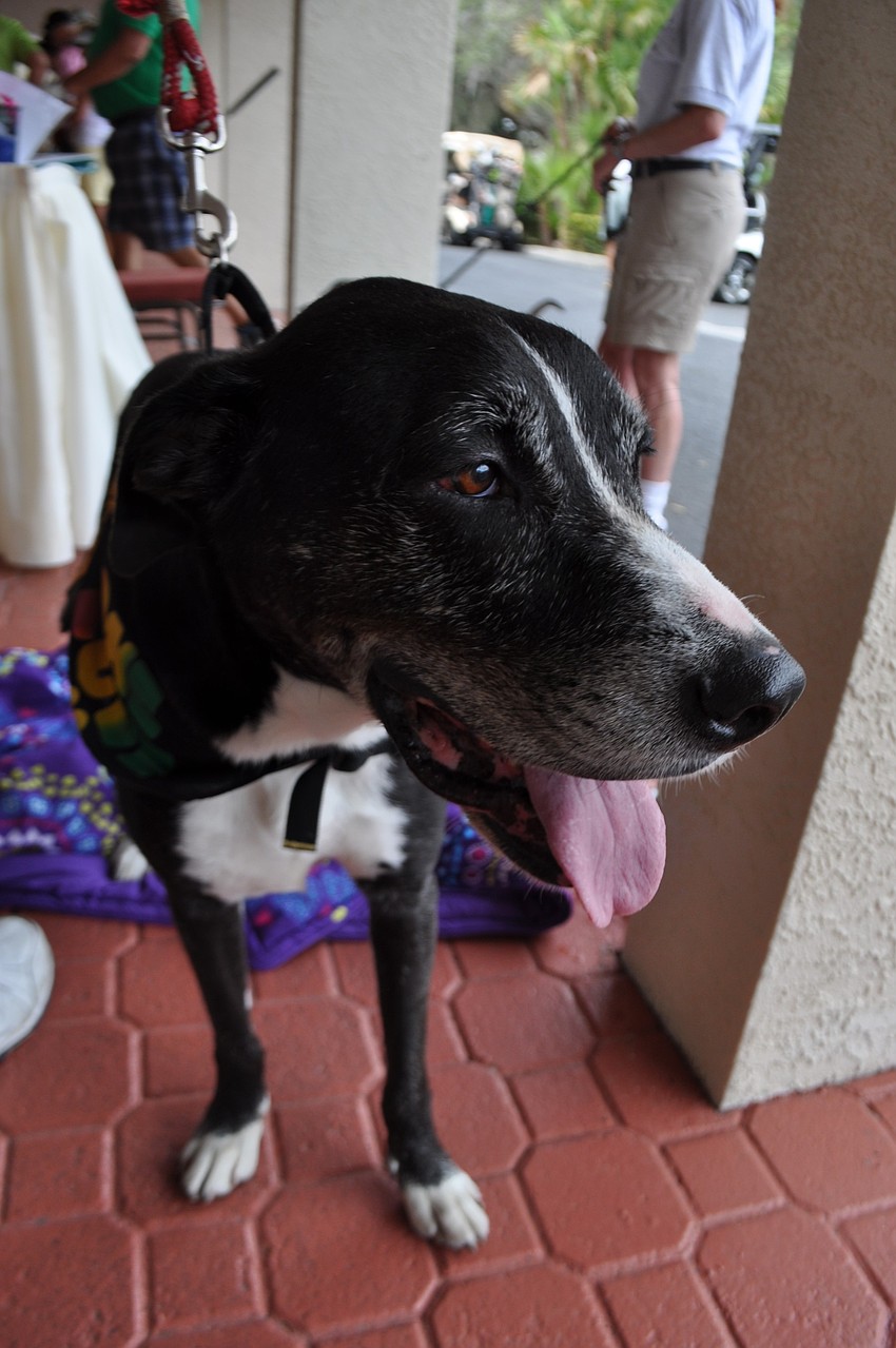 Shamus is an 8-year-old lab blend available for adoption.
