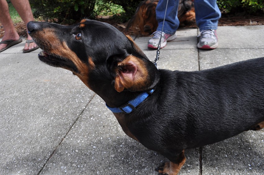 Bandit enjoys visiting with the other dogs.