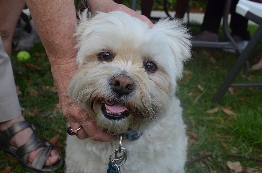 Shiapet is a 4 â€“ year â€“ old shiatsu poodle mix.