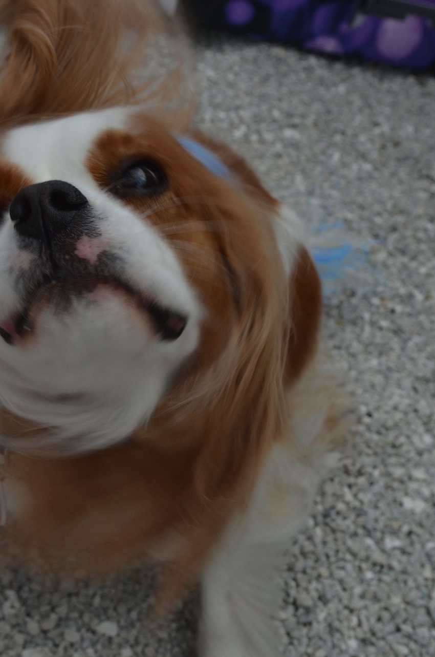 Cavalier King Charles Spaniel Gracie shakes it off after getting her tail and head painted blue to represent National Child Abuse Prevention month.