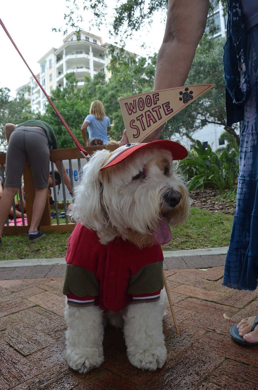 Charlie, the 7-year-old cockapoo, looks like a student of Woof State.