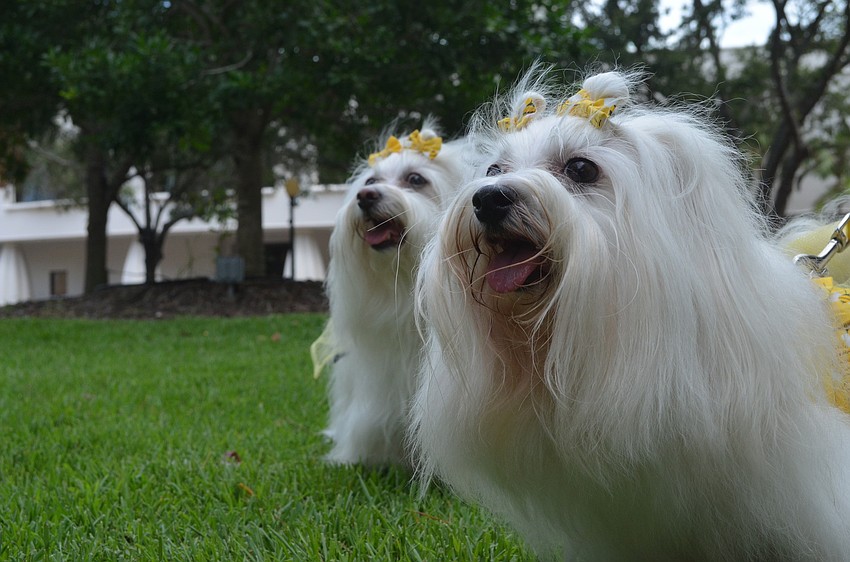 Marianne and Dan Blazowich have seven Malteses that are certified therapy dogs.