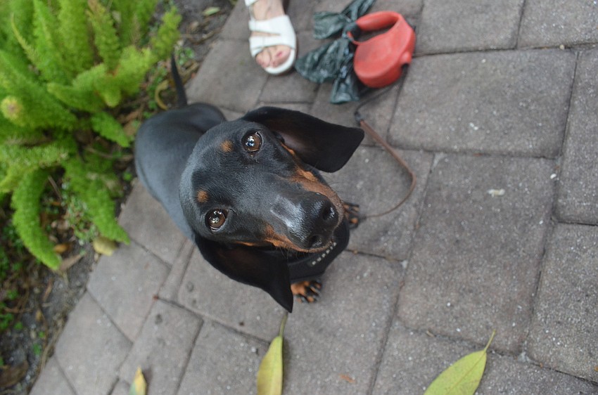 Fritzy, the 5 â€“ year old Dachshund