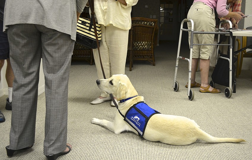 Sotheby, Southeastern guide dog