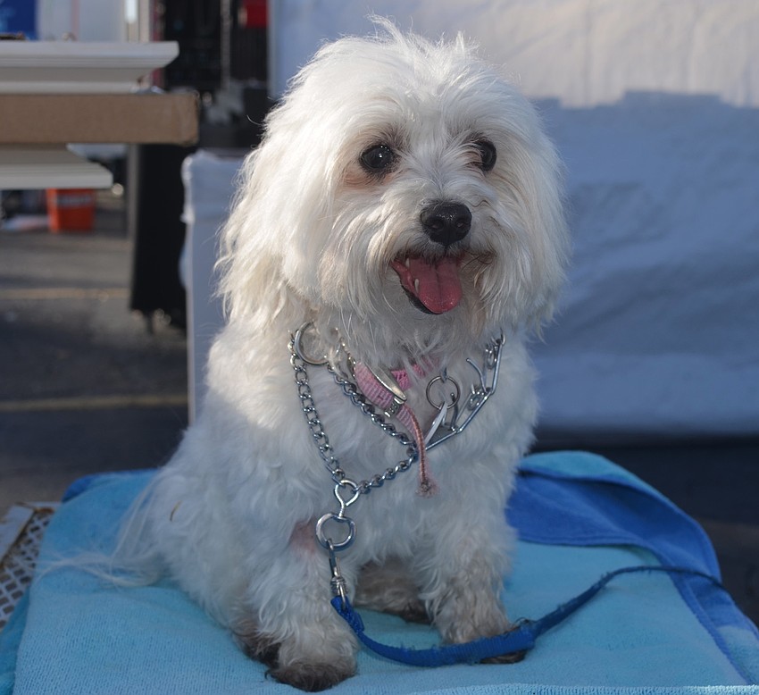 Bella, a 7-year-old Maltese, enjoys the view from the top.