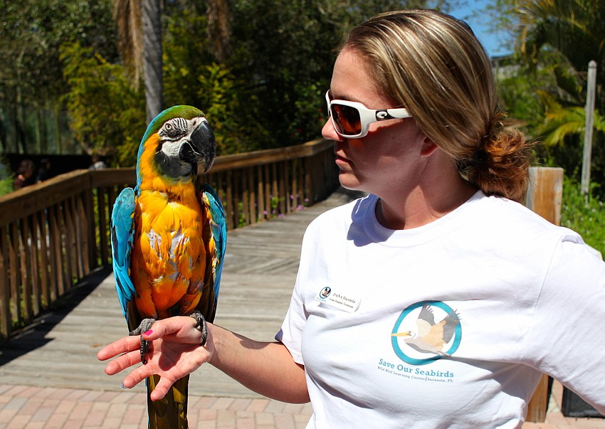 Dana Harenda walks around with Ghanji, a blue and gold macaw at Save Our Seabirds.