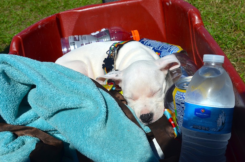 Seven-week-old â€˜Lil Bit, is the youngest, and most tired, event participant.