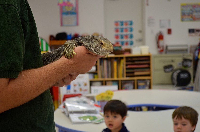 The dayâ€™s visitors to the school included a Savannah Monitor lizard, named Sausage.