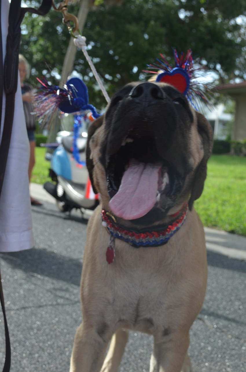 Samson King of Longboat Key is a 5-month-old mastiff.