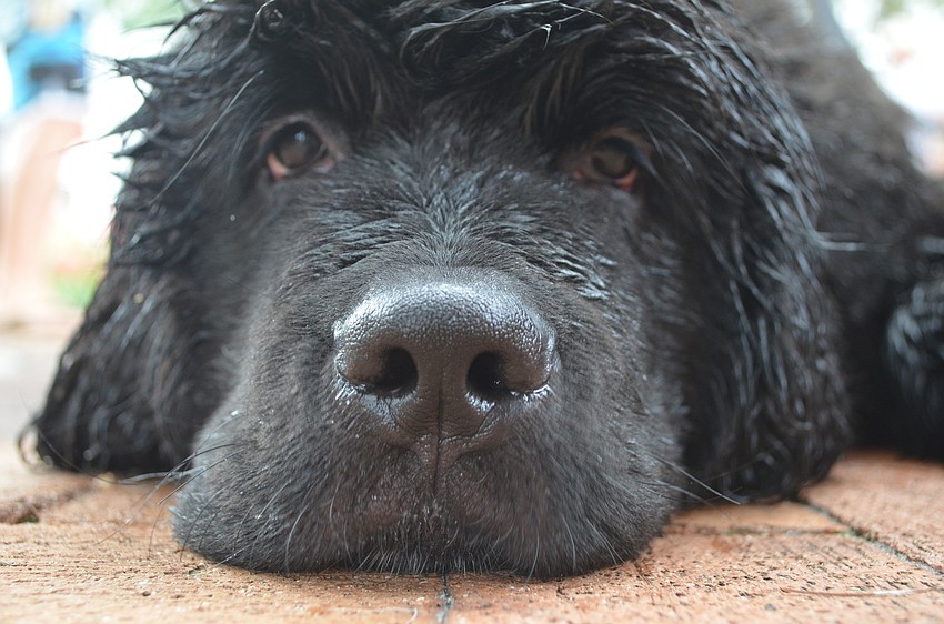 Max is a Newfoundland. Newfoundland dogs are water dogs. They have webbed feet and are often used in rescues.