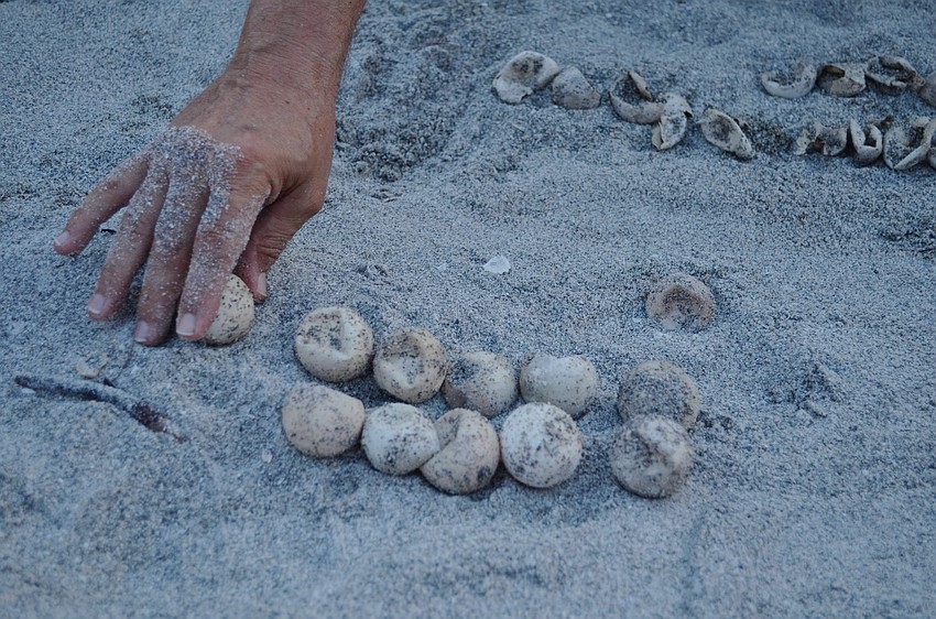 Sam Digiammarino counts the hatched and un-hatched eggs.