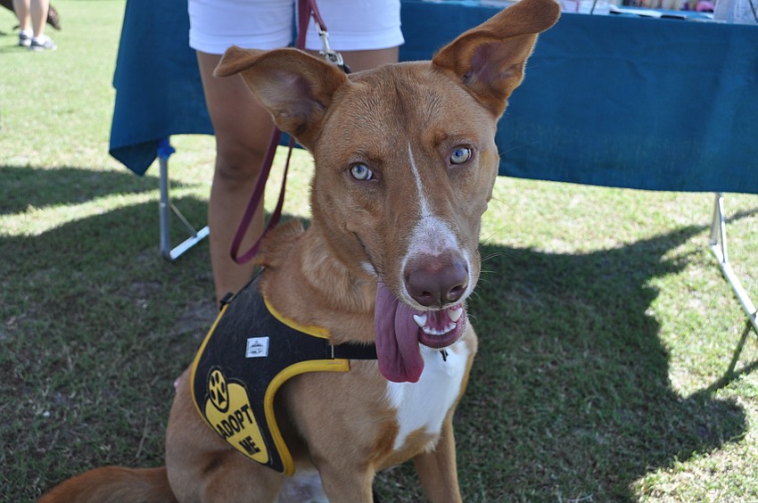 Leo from Humane Society at Lakewood Ranch is available to adopt