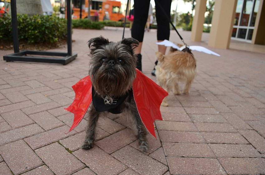 Po the dog dressed up as a bat at the Boo Run.