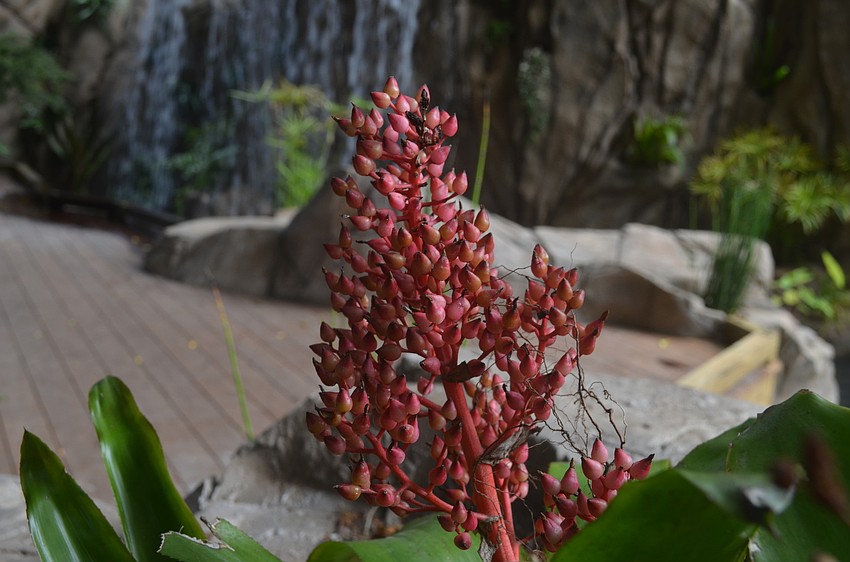 Exotic plants, like this bromeliad, have been placed throughout the rainforest.