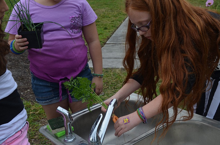 Marielle Newmarb washes a carrot she picked.
