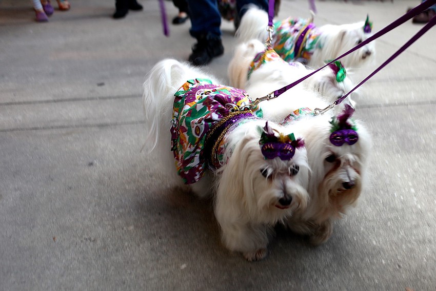 Marianne Blazowich and her 7 maltese puppies enjoy the walk around the Circle.