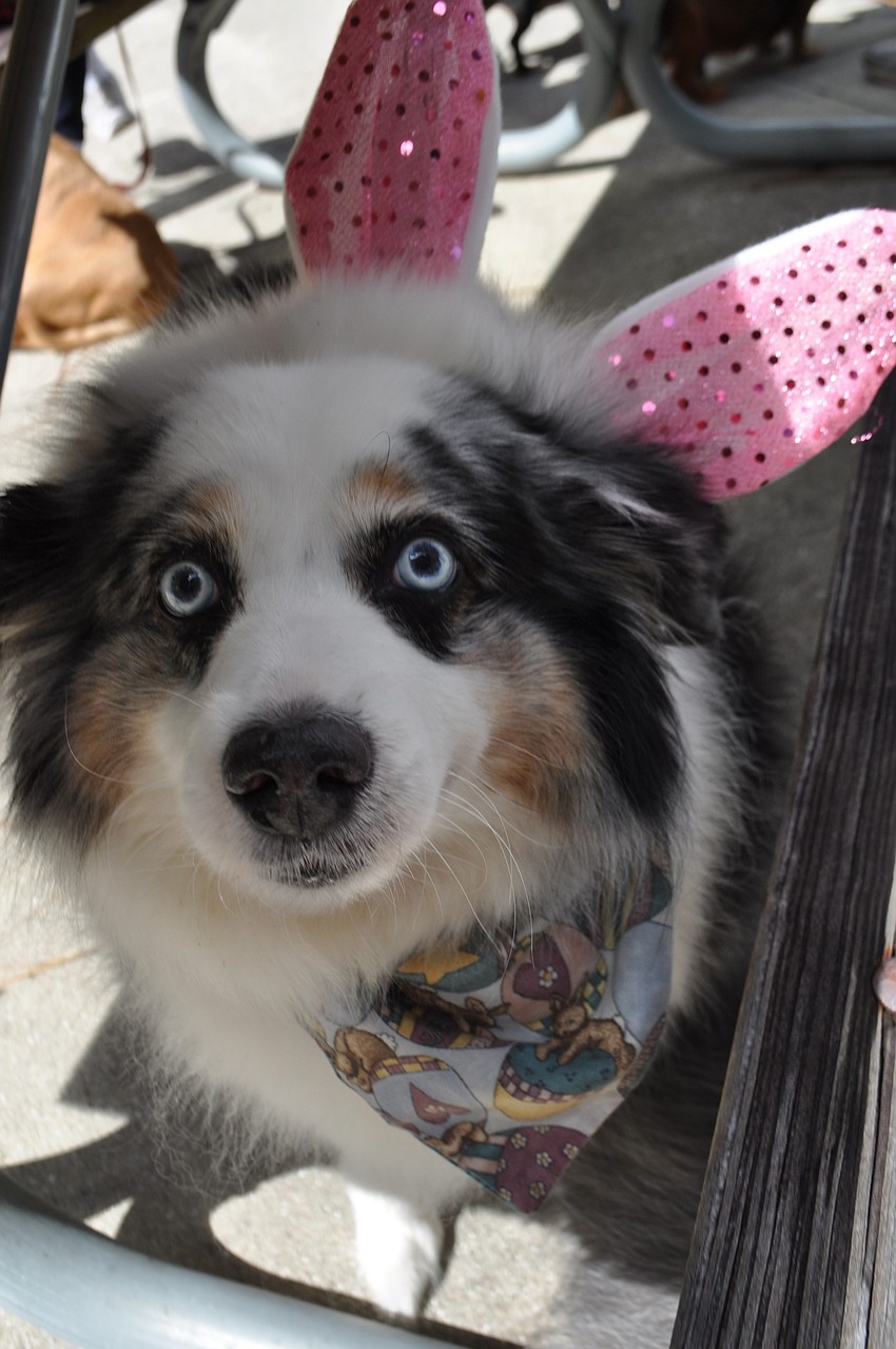 Bailey sports bunny ears to the event.