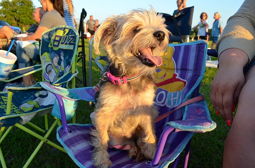 Two-year-old Bella â€œBoo-Booâ€ finds the perfect spot to watch the movie.