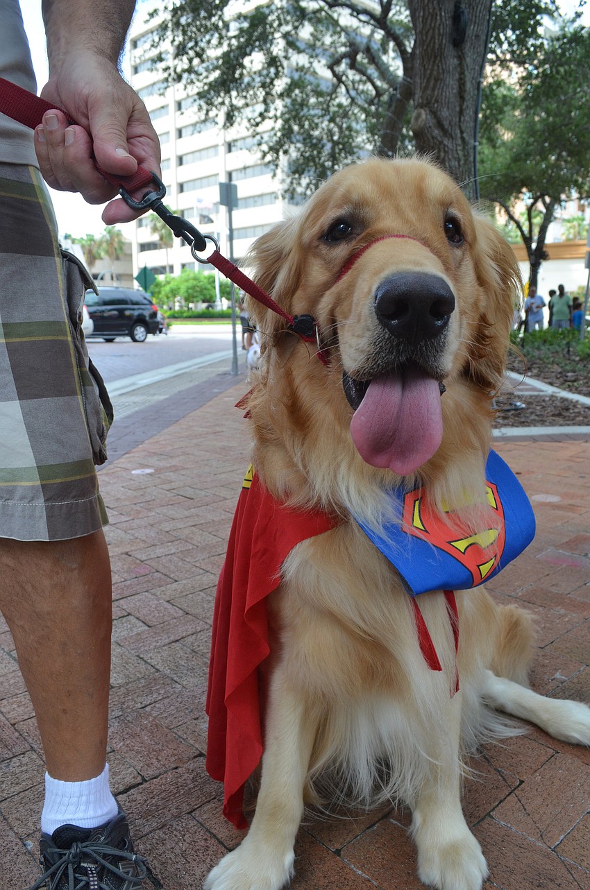 Earl, the golden retriever, poses as SuperDog.
