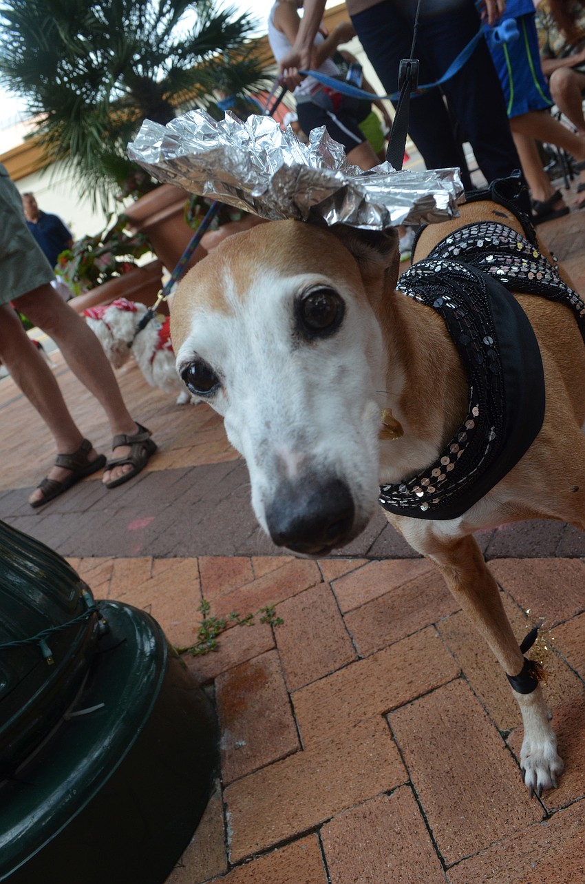 Minko, an Italian greyhound, receives first prize and Top Dog for her sparkly costume.