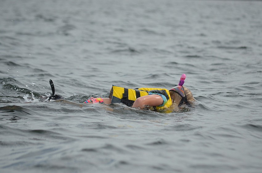 Tira Vandenhoek searches the sea grass for scallops.