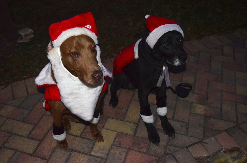 Buddy and Shadow cheer from the sidewalk.
