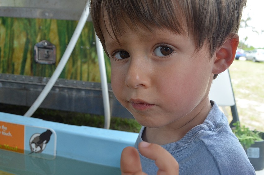 Ethan Osterhoudt checks out sea life at Mote Marine Aquariumâ€™s touch tanks.