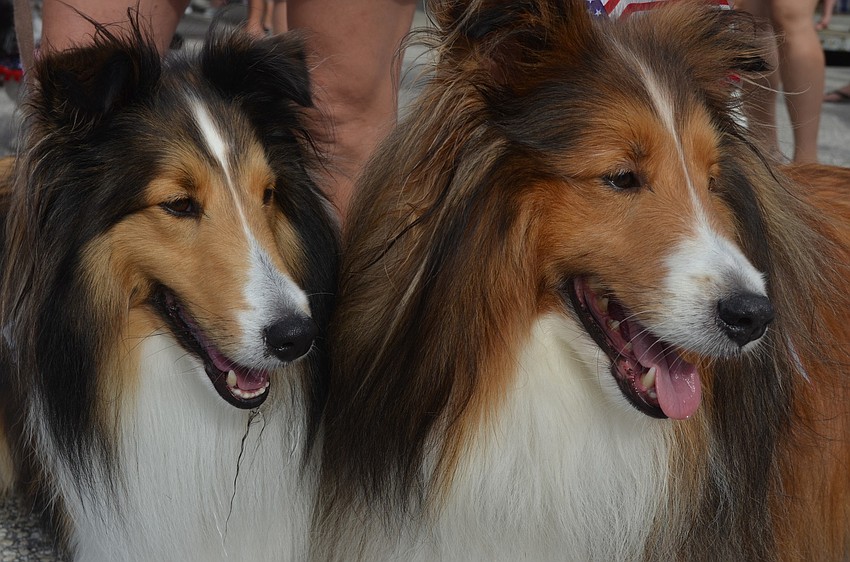 Shelties Annie and Bandit