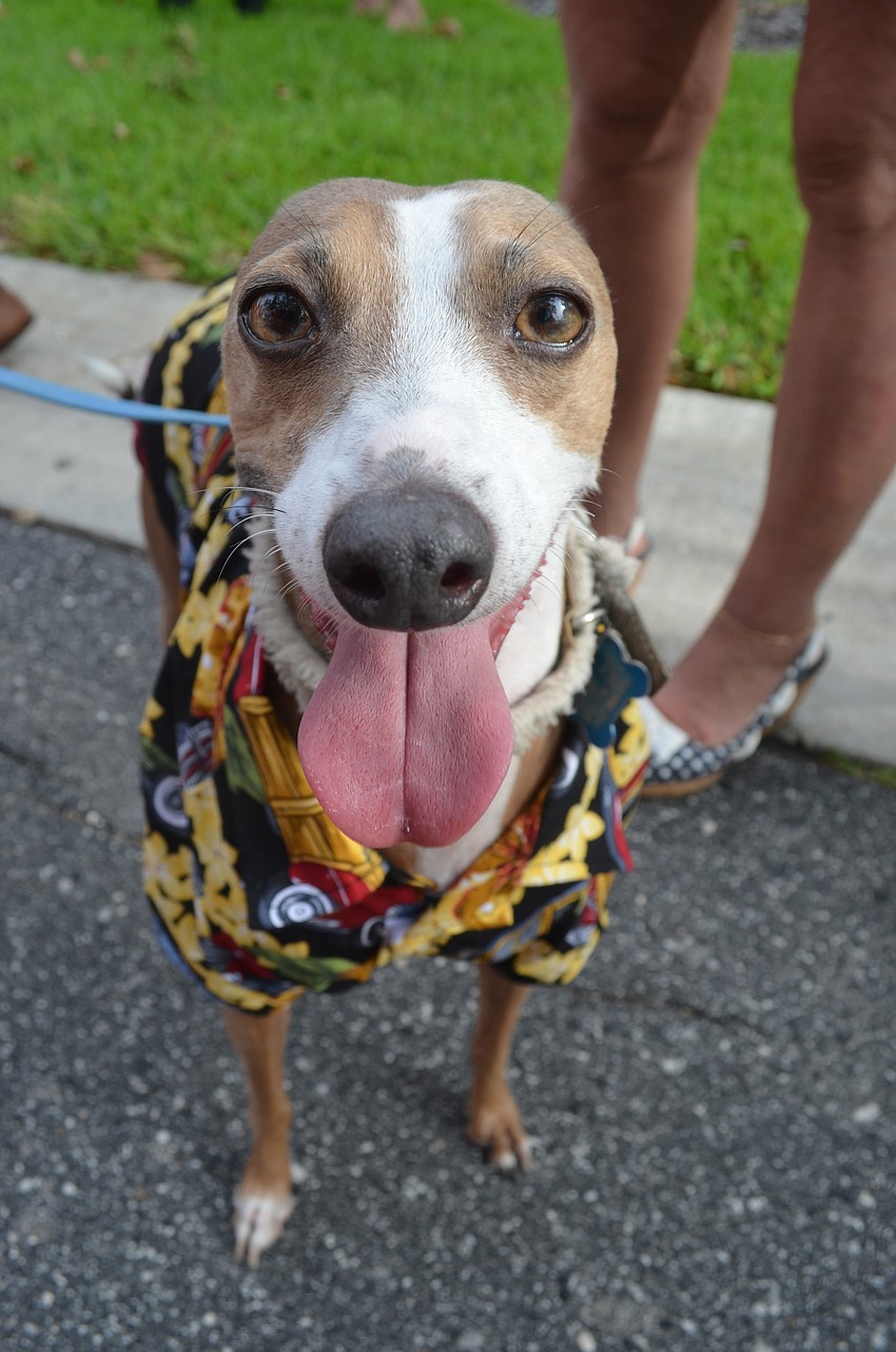 Shadow is an Italian greyhound that wore a Hawaiian shirt in the parade.