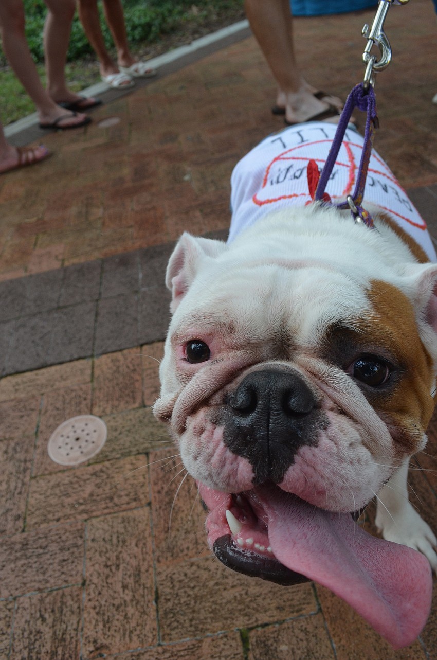 Eleven-month-old English bulldog Ellie gets ready to show off her jeans and peace shirt in the parade.