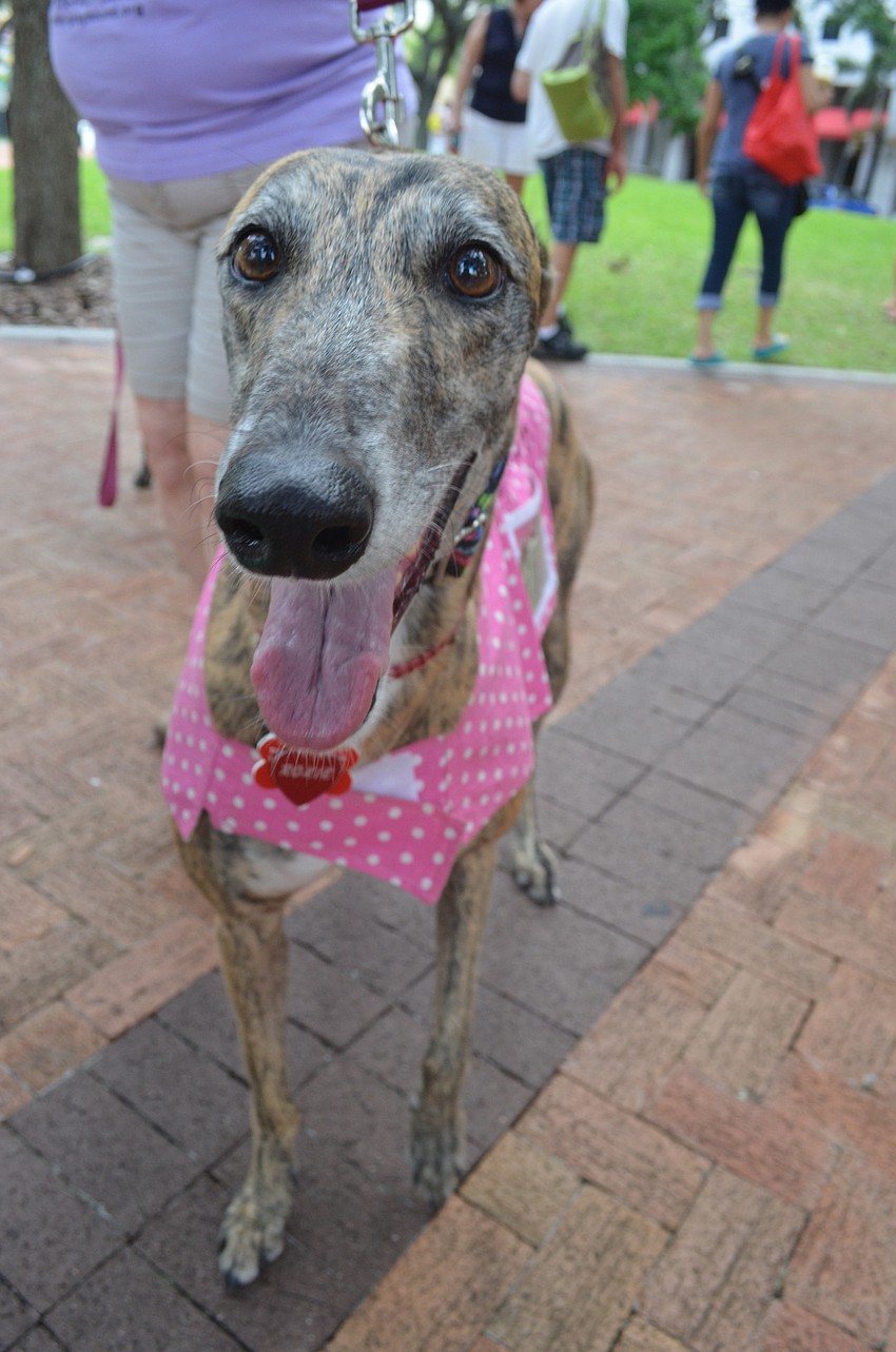 Roxie is a rescued greyhound from the Racing Dog Rescue Project.