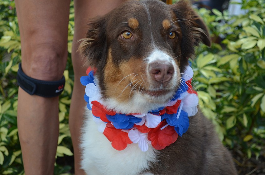 Mattie wore red, white and blue