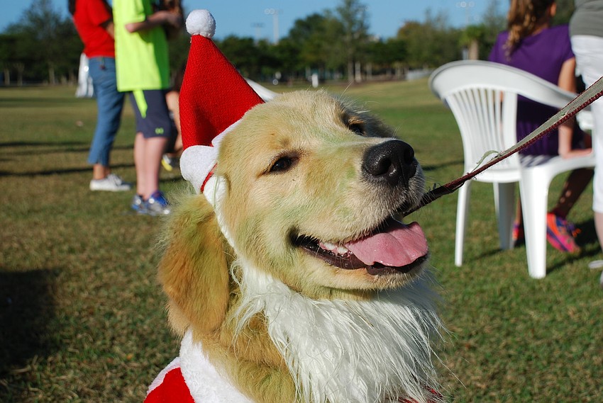 Lily won first prize in the dog costume competition as the Grinch