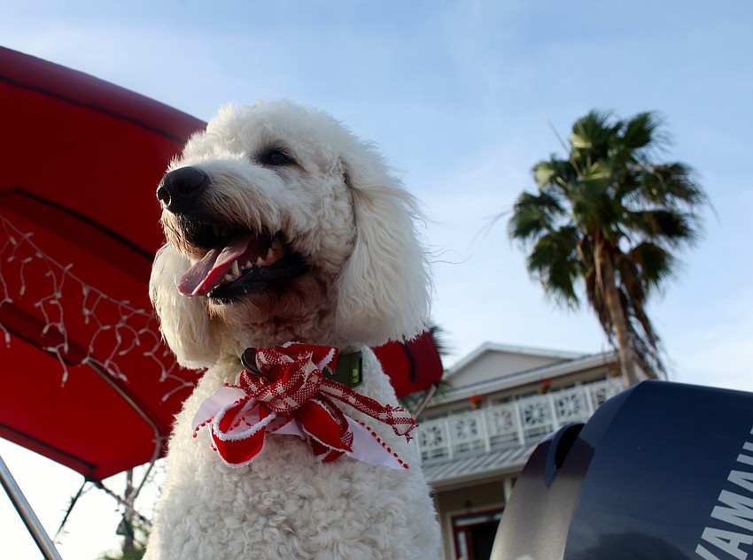 Gnarly Miller rode on the Cannons Marina boat during the parade.