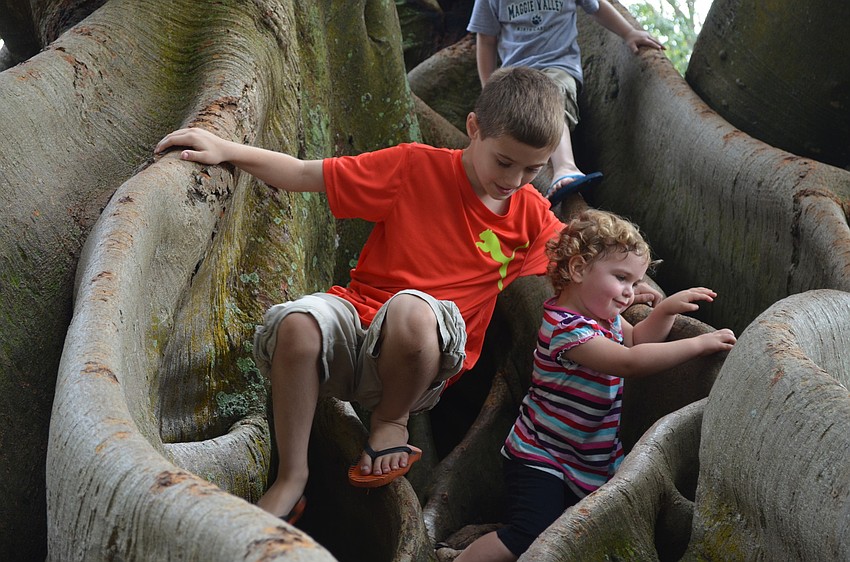 Klae Hochstetler and Elysa Havens climb a banyan tree.