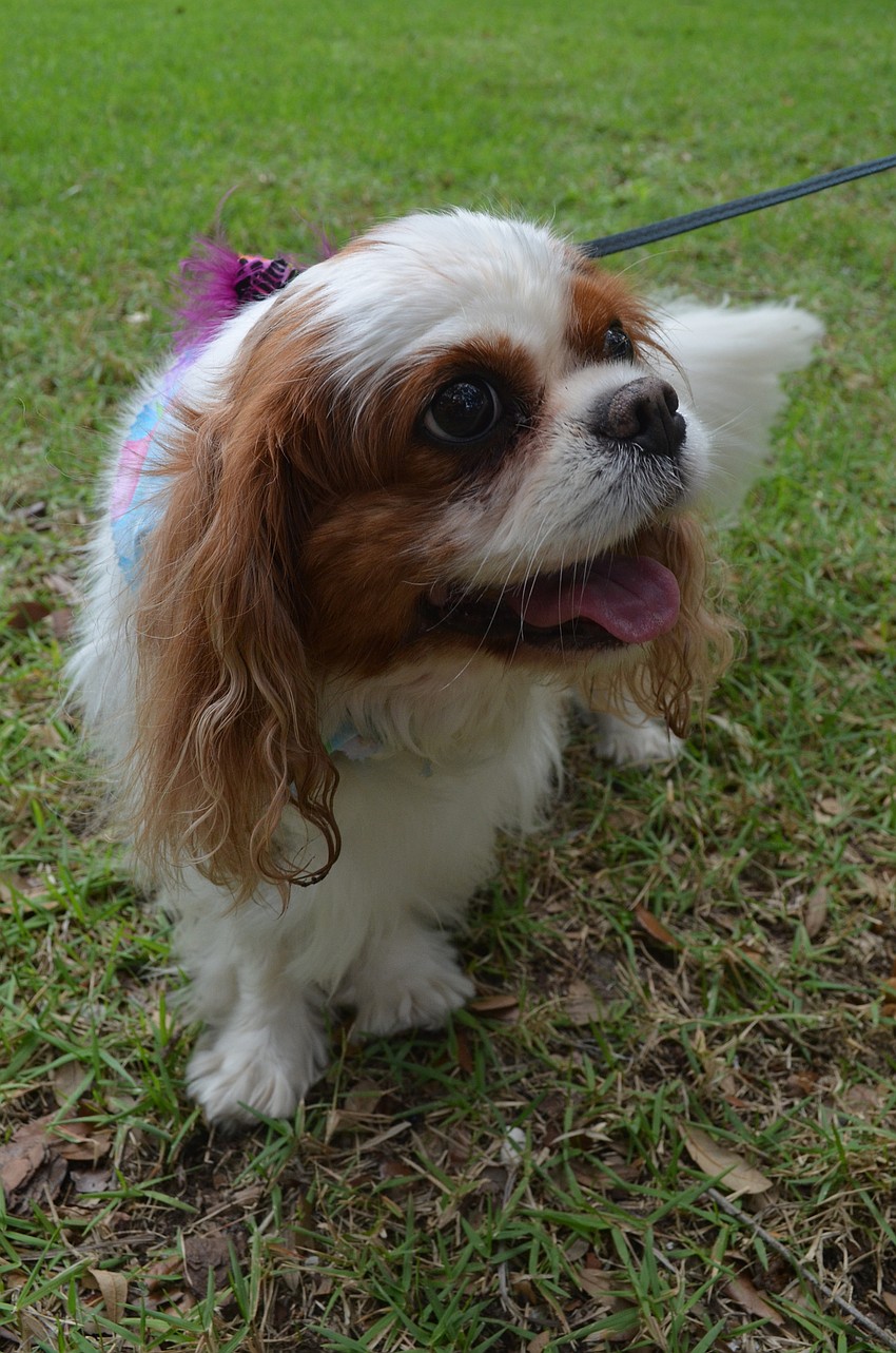 Ginger, a Cavalier King Charles spaniel, participates in Dog Dayz of Summer.