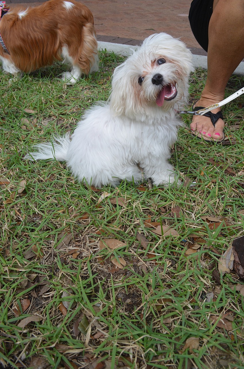 Zsa Zsa is a 5-month-old Maltese. She has a blast playing with all the big dogs.